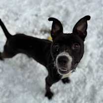 Thumbnail photo of Green Bean #1