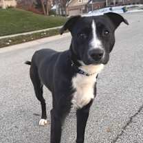 Thumbnail photo of Soot #4