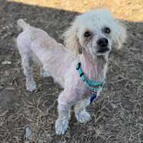 Thumbnail photo of Stella Artois #4