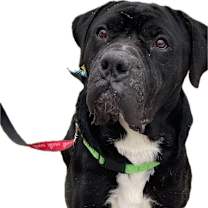 Thumbnail photo of Odin #3