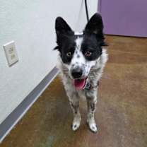 Thumbnail photo of Stray Hold - Pippin #1