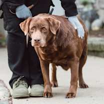 Thumbnail photo of Ginger  #1