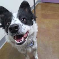 Thumbnail photo of Stray Hold - Pippin #2