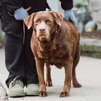 Thumbnail photo of Ginger  #2