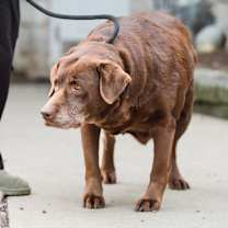 Thumbnail photo of Ginger  #3