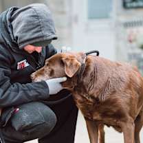 Thumbnail photo of Ginger  #4