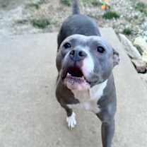 Thumbnail photo of Ms Potato #4