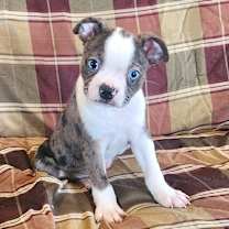 Thumbnail photo of Kodak #2