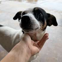 Thumbnail photo of Petey #3