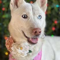 Thumbnail photo of Snow White #4