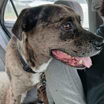 Thumbnail photo of King #3