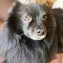 Thumbnail photo of Charlie #4