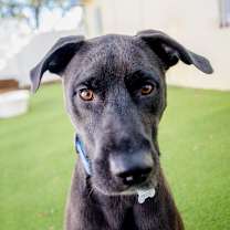 Thumbnail photo of Howie #1