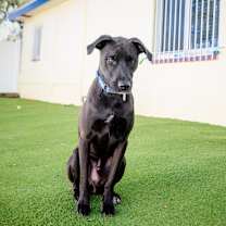 Thumbnail photo of Howie #2