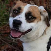 Thumbnail photo of Lucy #2