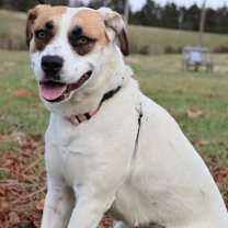 Thumbnail photo of Lucy #3