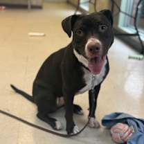 Thumbnail photo of Izzy #3