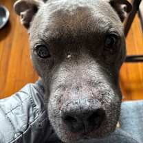 Thumbnail photo of Blu #1