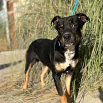 Thumbnail photo of Magnus #1