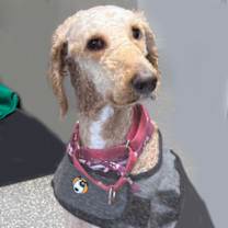 Thumbnail photo of Kobe #2