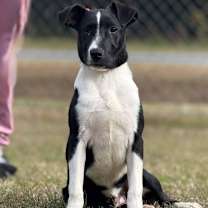 Thumbnail photo of Clemson #1