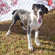 Thumbnail photo of Clemson #2