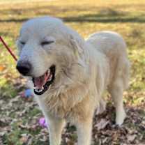 Thumbnail photo of Thomas #2