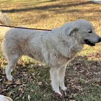 Thumbnail photo of Thomas #3