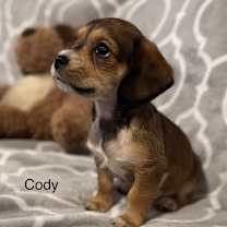 Thumbnail photo of Cody #2