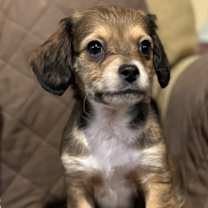 Thumbnail photo of Waylon #1