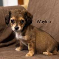 Thumbnail photo of Waylon #2