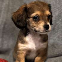 Thumbnail photo of Waylon #3