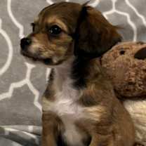 Thumbnail photo of Waylon #4