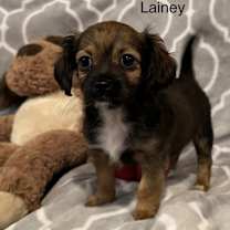 Thumbnail photo of Lainey #1