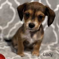Thumbnail photo of Cody #1