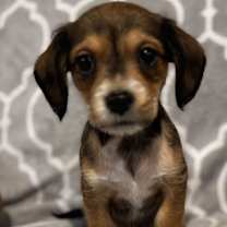 Thumbnail photo of Cody #3