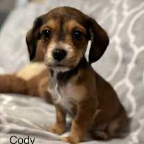 Thumbnail photo of Cody #4