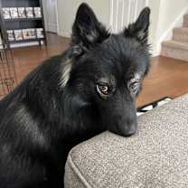 Thumbnail photo of Nundu #2