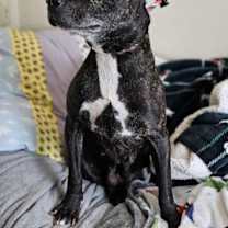 Thumbnail photo of D.O.G #4