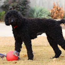 Thumbnail photo of Molly #2