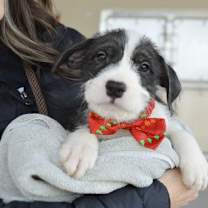 Thumbnail photo of Comet #2