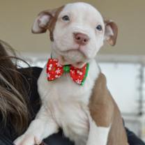 Thumbnail photo of Dash #1