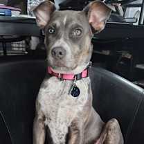 Thumbnail photo of Misty Blue - Home to Home #1