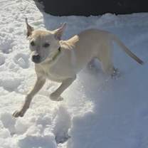 Thumbnail photo of Minotaur #1