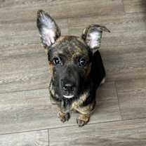 Thumbnail photo of Fendi fka Sheba #1