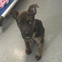 Thumbnail photo of Fendi fka Sheba #2