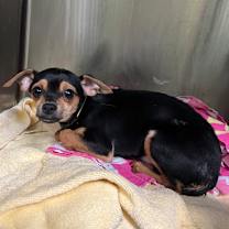 Thumbnail photo of Peppermint Bark #1