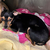 Thumbnail photo of Peppermint Bark #3