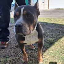 Thumbnail photo of Shortcake #3