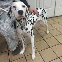 Thumbnail photo of  Coco #2